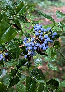Oregon Grape Berries