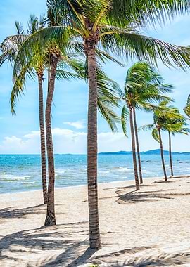 Tropical Beach with Palm Trees