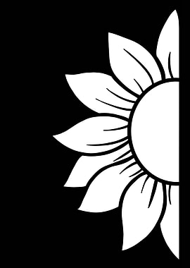 White Sunflower on Black Background