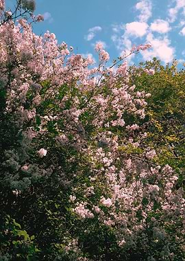 Blooming Lilac Tree Against Blue Sky
