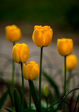 Yellow Tulips in Bloom