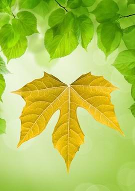 Autumn Leaf with Green Leaves Background