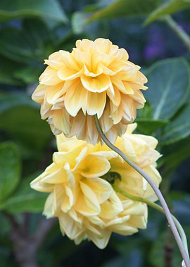 Yellow Dahlia Flowers in Bloom