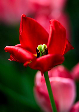 Red Tulip Close-Up