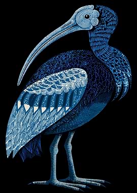 Blue Ibis Illustration on Black Background