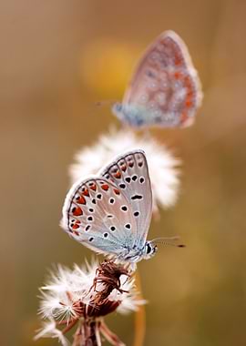 Two Butterflies on Dandelion Seed Head