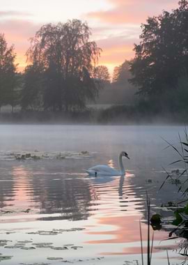 Swan on Misty Lake at Sunrise