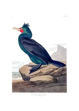 The Birds of America - Double-crested Cormorant