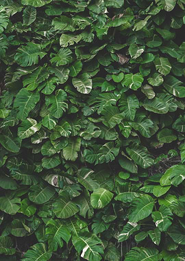 Lush Green Monstera Leaf Wall