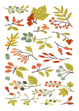 Autumn Berries and Leaves Illustration