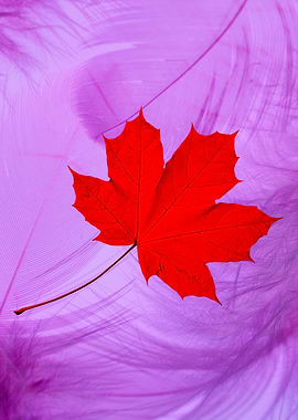 Red Maple Leaf on Purple Feathers