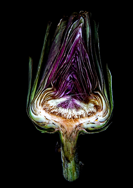 Artichoke Heart Cross Section