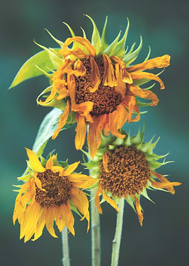 Wilted Sunflowers Still Life