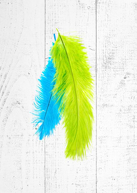 Colorful Feathers on White Wood