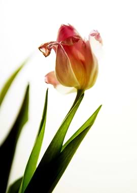 wilted Faded Tulip Flower