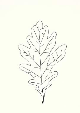Oak Leaf Minimalist Line Art