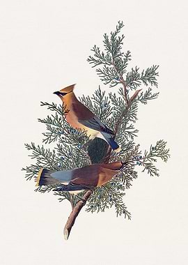 Audubon Cedar Waxwing Bird