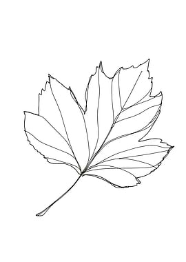 Minimalist Leaf Line Art