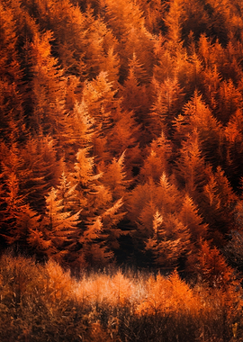 Autumnal Forest of Orange Trees