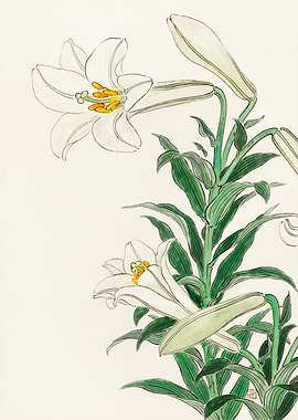 Elegant White Lily Floral Illustration