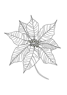 Poinsettia Flower Minimalist Line Art