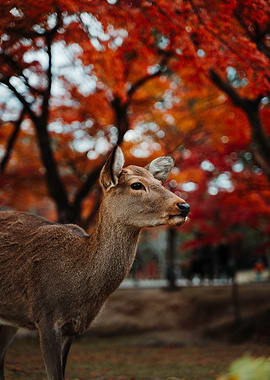 Nara Deer in Autumn Forest