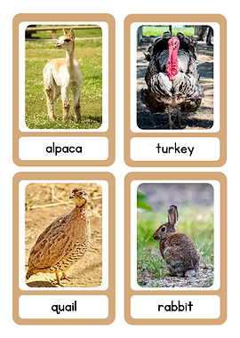 Animal Flashcards: Alpaca, Turkey, Quail, Rabbit