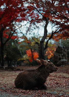 Deer Resting Under Autumn Trees