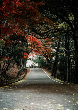Japanese Autumn Road Through Trees