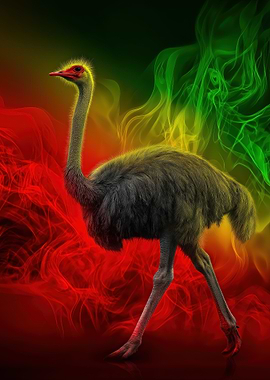 Rasta Ostrich