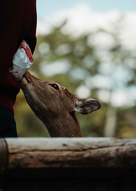 Nara Deer eating from a person's hand
