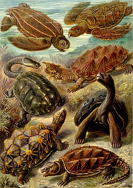 Variety of Turtles and Tortoises Scientific Illustration