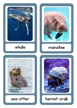 Marine Animal Flashcards