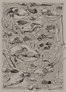 Animal Skulls and Bones Illustration