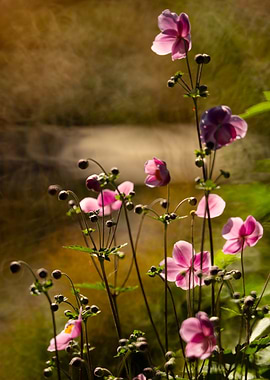 Pink Flowers in Natural Light