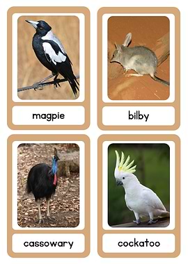 Australian Animals Flashcards