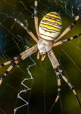 Wasp Spider on Web