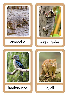 Australian Animals Flashcards
