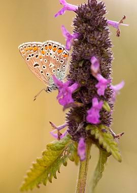 Butterfly on Purple Flower