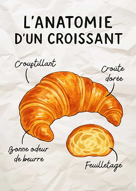 Croissant Anatomy Illustration