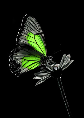 Green Butterfly Macro on White Blossom Highlighting Delicate Pollination
