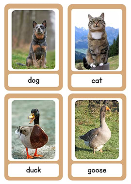 Animal Flashcards: Dog, Cat, Duck, Goose