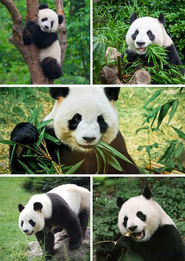 Panda Collage: Eating, Climbing, Standing