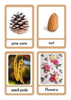 Nature Flashcards: Pine Cone, Nut, Seed Pods, Flowers
