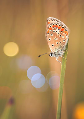Butterfly on a stem