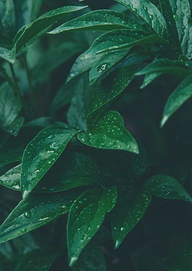 Lush Green Leaves with Water Droplets