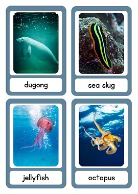 Marine Animals Flashcards