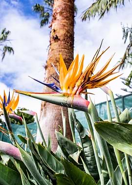 Bird of Paradise Flower Close-Up