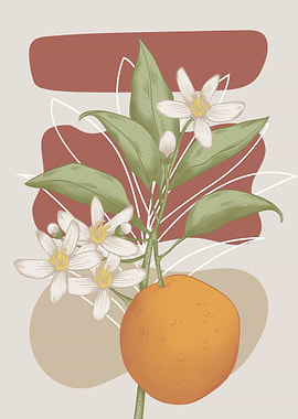 Orange fruit and blossom illustration
