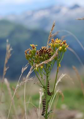 Caterpillars on Ragwort Flower